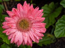 Macro Photography Of A Pink Gerbera Flower From The Top With Rain Drops On It, Captured In A Garden Near The Town Of Villa De Leyva In Central Colombia.