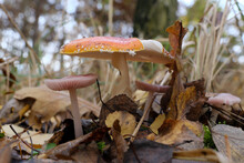 Group Of Old Orange And Pale Pink Mushrooms (Mycena Rosea, Amanita Muscaria) In Autumn Forest