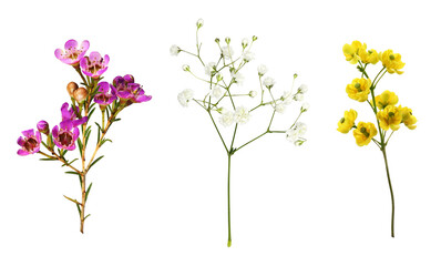 set of small sprigs of yellow flowers of berberis thunbergii, pink chamelaucium and white gypsophila