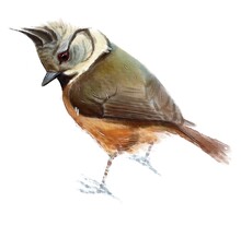 Crested Tit, Bird, Watercolor Drawing, Animal, Digital Illustration.