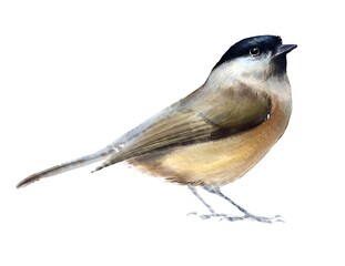 Marsh Tit, bird, watercolor drawing, digital illustration, animal.