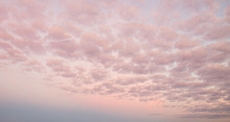 Wall Mural - beautiful pink airy light clouds at sunrise