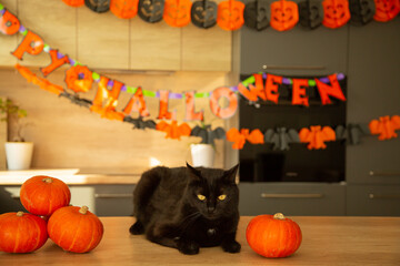 black cat with angel wings on the background of decor for the holiday halloween pumpkin orange	