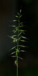 grass inflorescence in detail on dark background