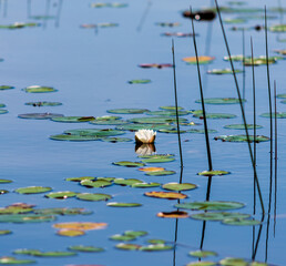 Poster - Blooming lily flower with lily pad on the pond