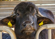 Close-up of a female breeding buffalo