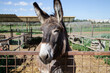 Close-up of a mule in a farm enclosure