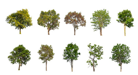 Wall Mural - Set of Isolated trees on white background , The collection of trees