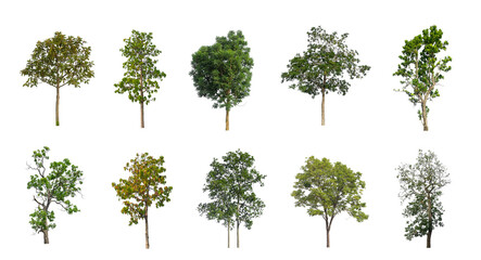 Wall Mural - Set of Isolated trees on white background , The collection of trees