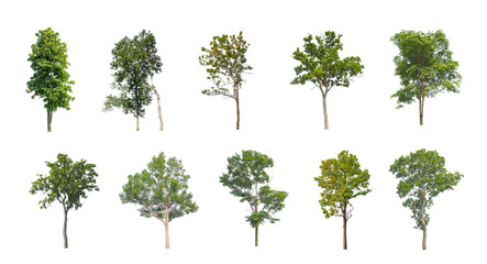 Wall Mural - Set of Isolated trees on white background , The collection of trees