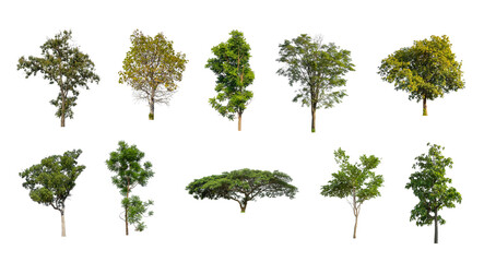 Wall Mural - Set of Isolated trees on white background , The collection of trees
