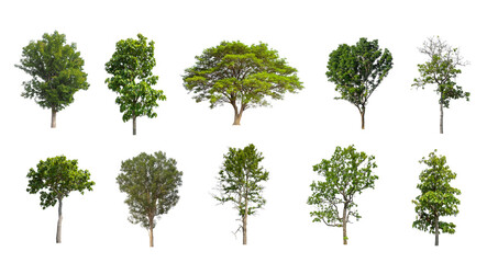 Wall Mural - Set of Isolated trees on white background , The collection of trees