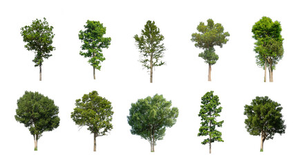 Wall Mural - Set of Isolated trees on white background , The collection of trees