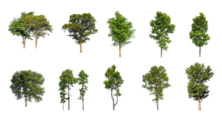 Wall Mural - Set of Isolated trees on white background , The collection of trees