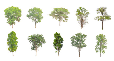 Wall Mural - Set of Isolated trees on white background , The collection of trees