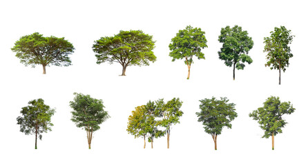 Wall Mural - Set of Isolated trees on white background , The collection of trees