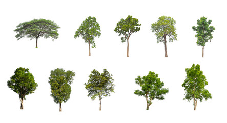 Wall Mural - Set of Isolated trees on white background , The collection of trees