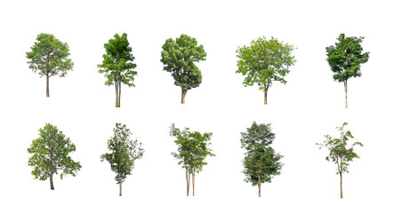 Wall Mural - Set of Isolated trees on white background , The collection of trees