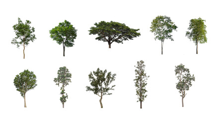 Wall Mural - Set of Isolated trees on white background , The collection of trees