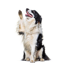 Border Collie Dog High Five And Looking Up, Isolated