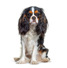 Wall Mural - Tri-color Cavalier King Charles dog, sitting and facing at camera, isolated
