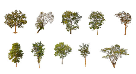 Wall Mural - Set of Isolated trees on white background , The collection of trees