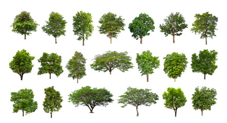 Wall Mural - Set of Isolated trees on white background , The collection of trees