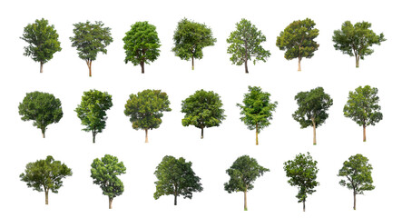 Wall Mural - Set of Isolated trees on white background , The collection of trees