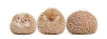 Four-toed Hedgehog, Atelerix Albiventris, Balled Up In Front Of White Background