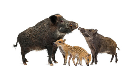 family wild boar mother and baby, standing in front, isolated on white