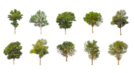 Wall Mural - Set of Isolated trees on white background , The collection of trees