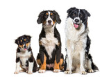 Fototapeta Zwierzęta - Group of three dogs sitting together in a row bernese Mountain Dog and border collie, looking at camera