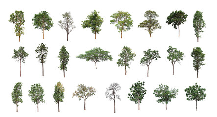 Wall Mural - Set of Isolated trees on white background , The collection of trees