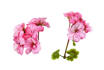 Set of pink geranium flowers and green leaves isolated