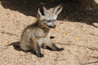 baby bat-eared fox in a zoo in france