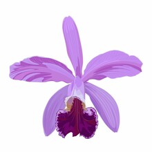 Violet Pink Cattleya Orchid Flower, Isolated On White Background.