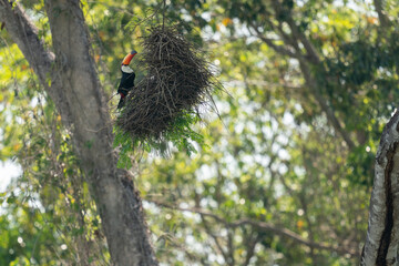 Wall Mural - The toco toucan (Ramphastos toco) plunders a dirds nest.