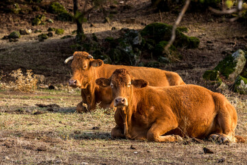 cow on the farm