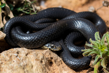 Sticker - Black western whip snake, Hierophis viridiflavus, basking in the sun on a rocky cliff in Malta