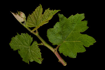 Wall Mural - Young grape leaf