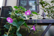 Morning Glory Climbing Plant With Purple Flowers On Wrought Iron Fence Of House, With A Window In The Background