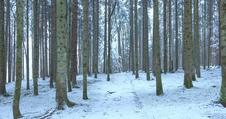 Poster -  Snowfall in snowy winter season woods. Landscape nature seamless looping background.