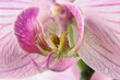 Macro Aufnahme einer Orchideenblüte