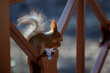 Red squirrel sits on wooden fence