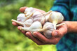 © yanadjan - A man farmer holds a harvest of garlic in his hands. Selective focus.