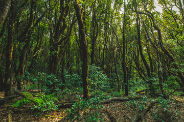 Wall Mural - deep forest landscape,  Anaga Jungle