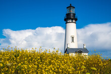Yellow Flowers In Front Of A Lighthouse On Pacific Coast In Oregon