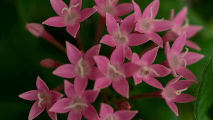 Flor lluvia de Estrellas