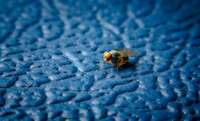 Sarcophagidae Flesh Fly