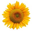 sunflower isolated vector